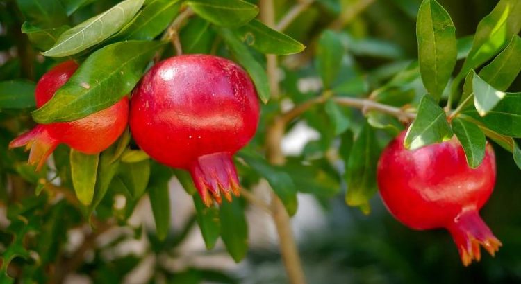 alma szív egészségügyi rendszerek milyen ételeket ne fogyasszon magas vérnyomás esetén